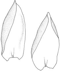 Fallaciella robusta. Leaves. Drawn from holotype, A.J. Fife 8137, CHR 438186.
 Image: R.C. Wagstaff © 2003 British Bryological Society. Reprinted by permission of Informa UK Limited, trading Taylor & Francis Group, https://www.tandfonline.com on behalf of British Bryological Society. Reprinted by permission of Informa UK Limited, trading Taylor & Francis Group, https://www.tandfonline.com on behalf of British Bryological Society.
